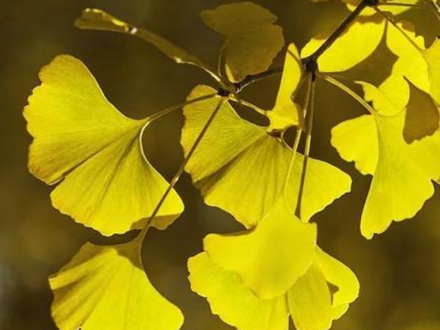 银杏叶的脉序为