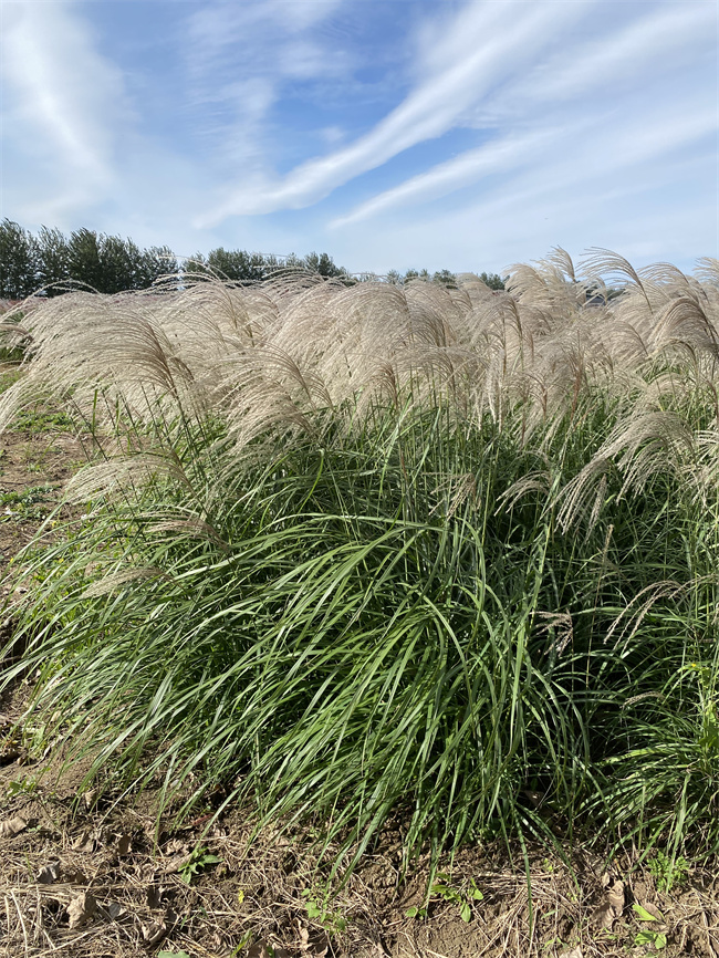 矢羽芒裸根苗种植优势有哪些?
