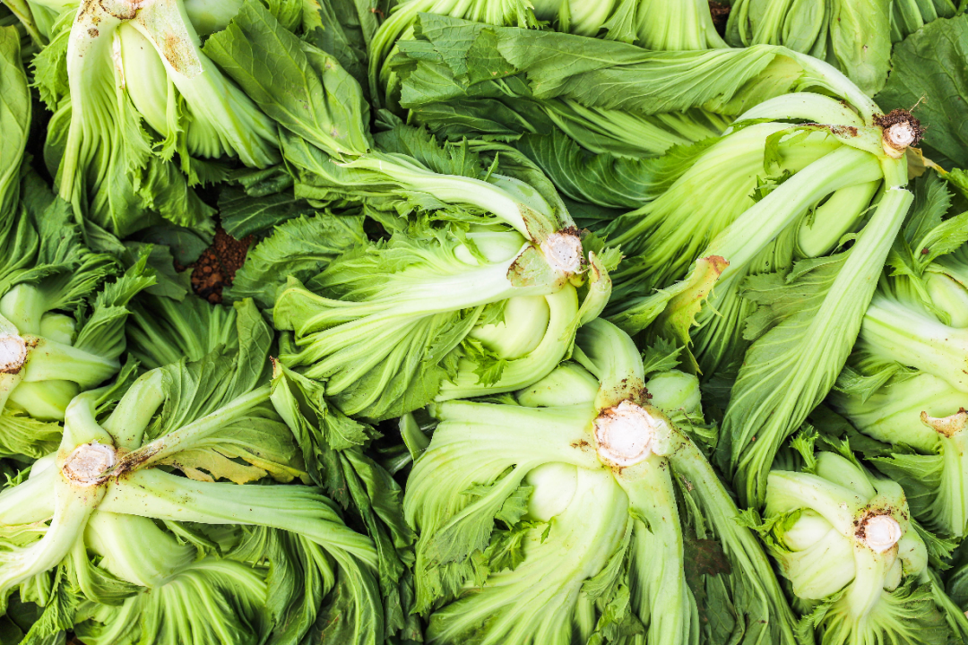 制作酸菜少不了它,贵港这里大片大肉芥菜上市!