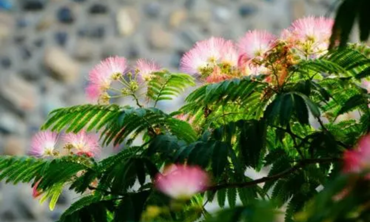 榕树花和合欢花图片对比