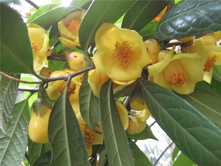 这种名贵茶花,被誉为"植物黄金",花色金黄,营养丰富,很好养