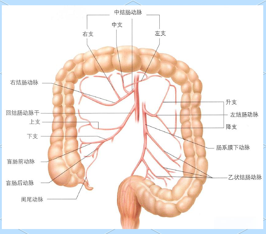 从十二指肠到直肠:小肠和大肠的影像与结构详解