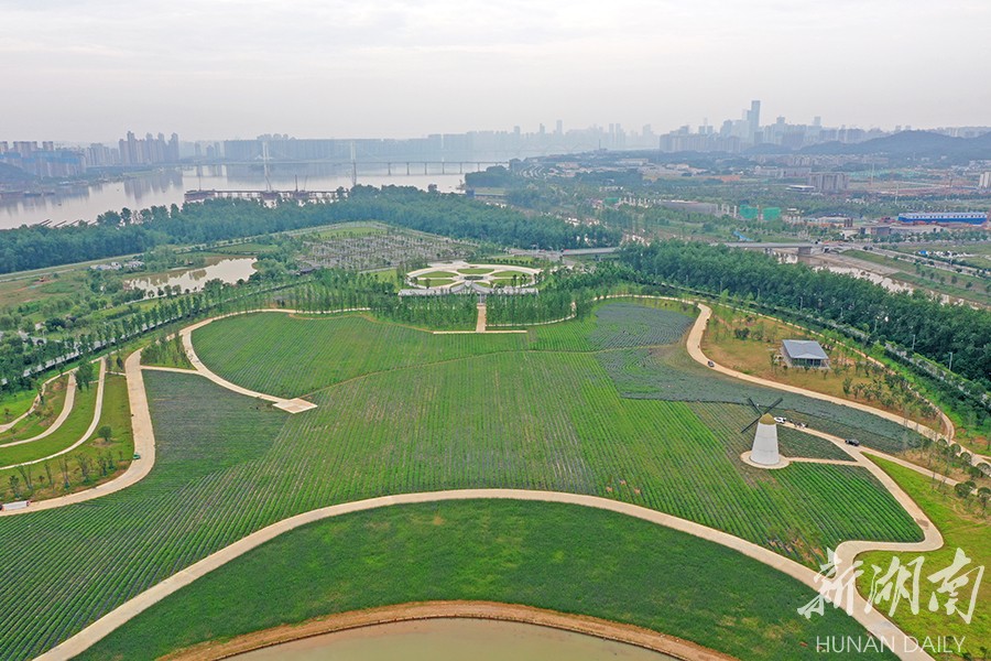 浪漫来袭!长沙月亮岛300亩薰衣草飘香