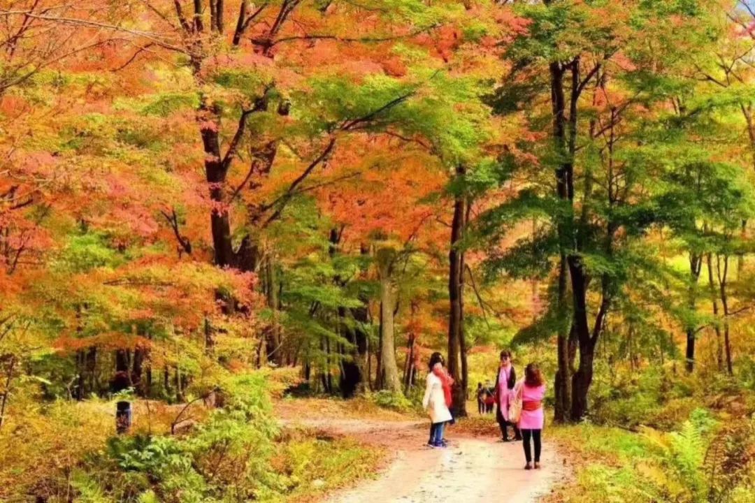 四方山枫叶谷门票图片