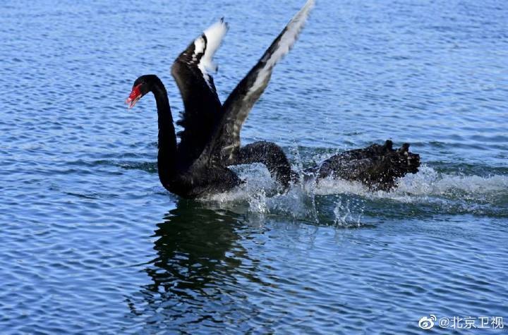 超美!一到冬天圆明园福海就成了天鹅湖!