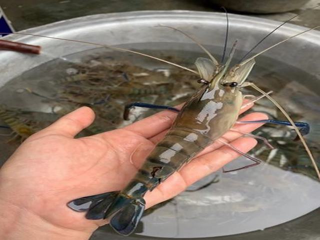 太丰六号罗氏沼虾养殖,最适合新上手的养殖户