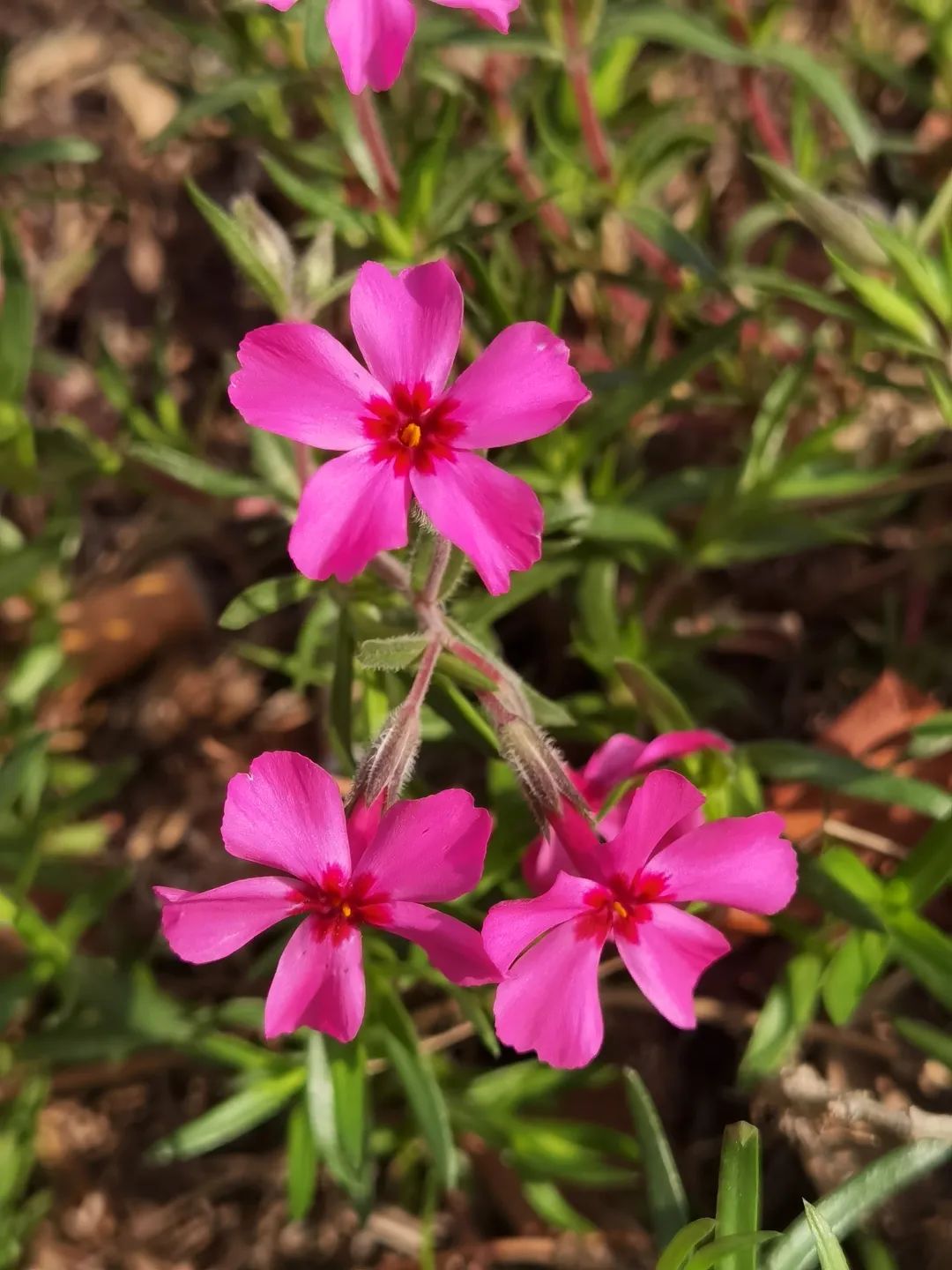 「植物花卉」小红花