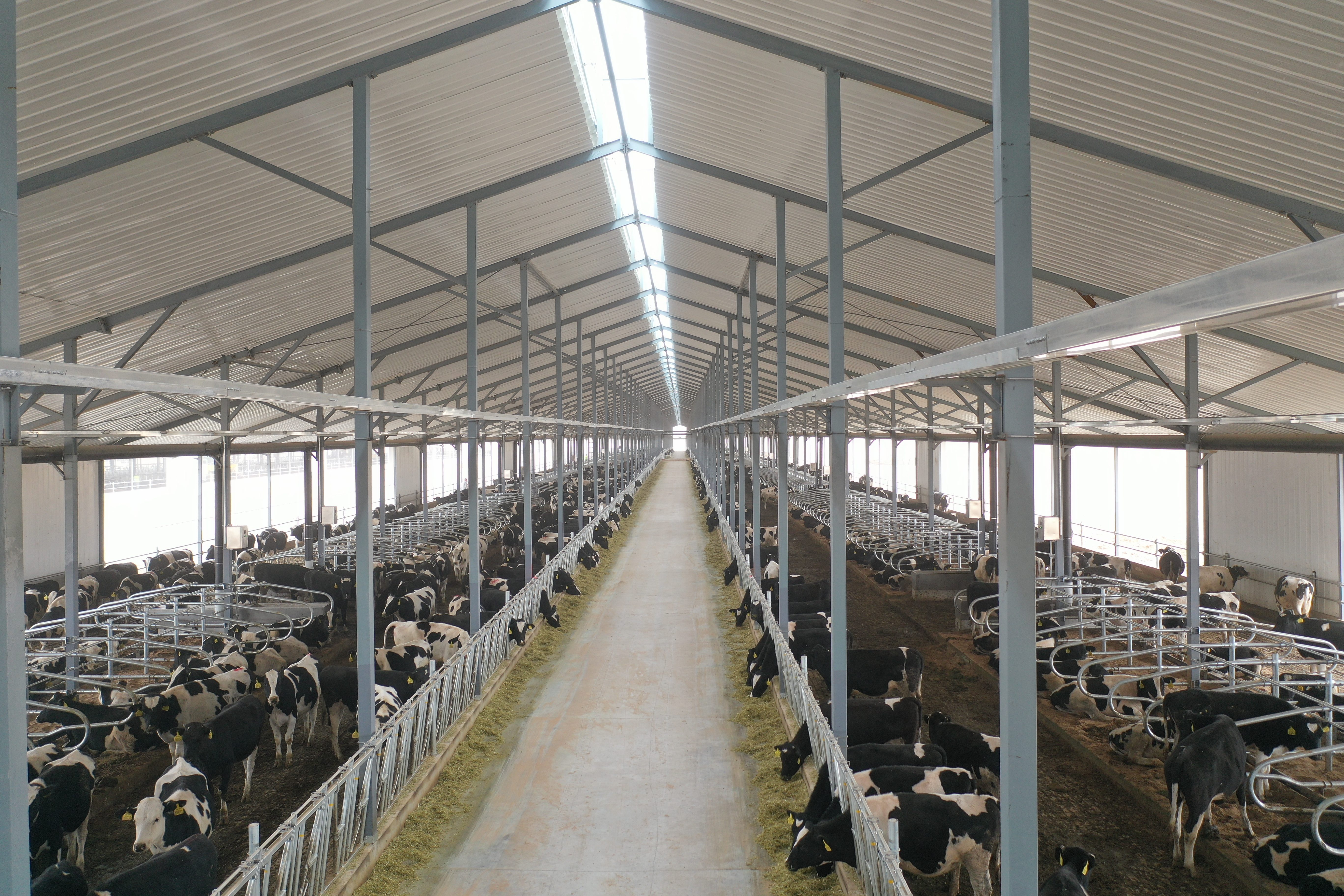 这是武威优然牧业有限责任公司的奶牛饲养车间(11月17日摄,无人机照片
