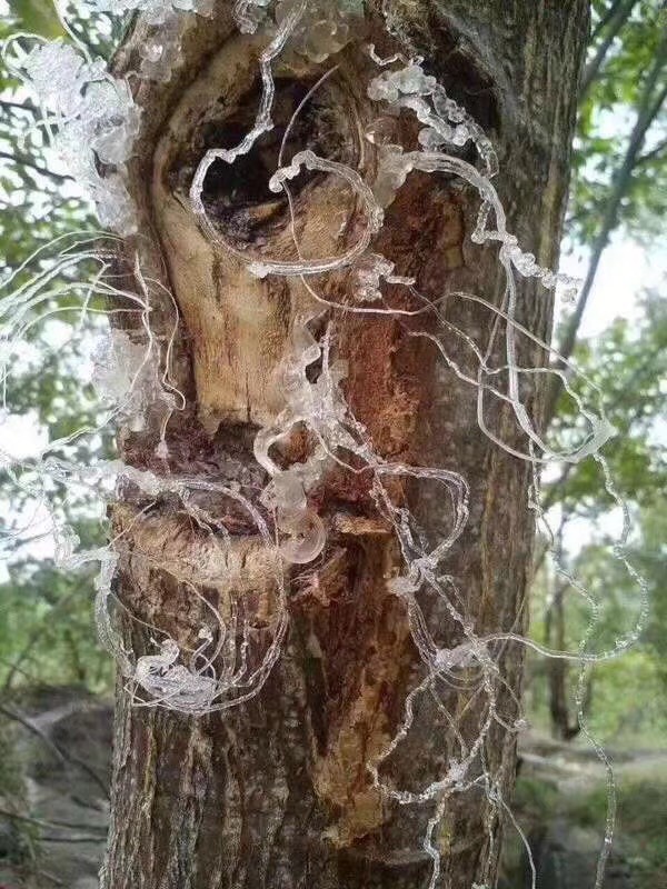 龙须雪燕的营养价值是什么?