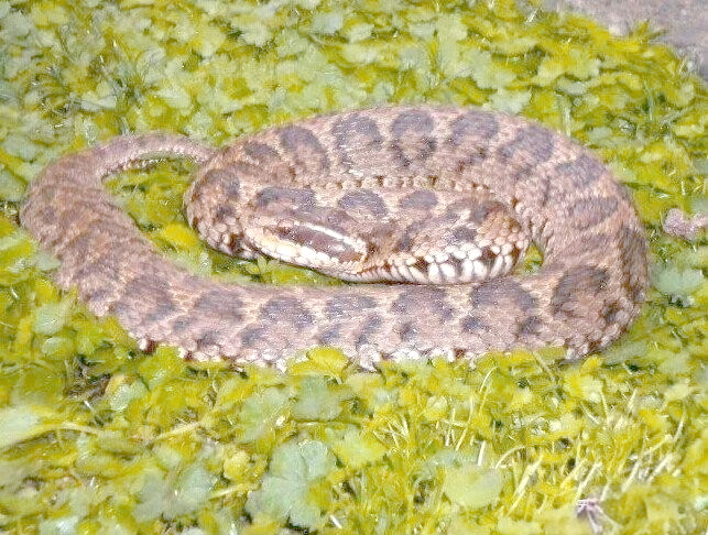 蝮蛇图片精选,探索我国毒蛇之"肇事者"的特征!