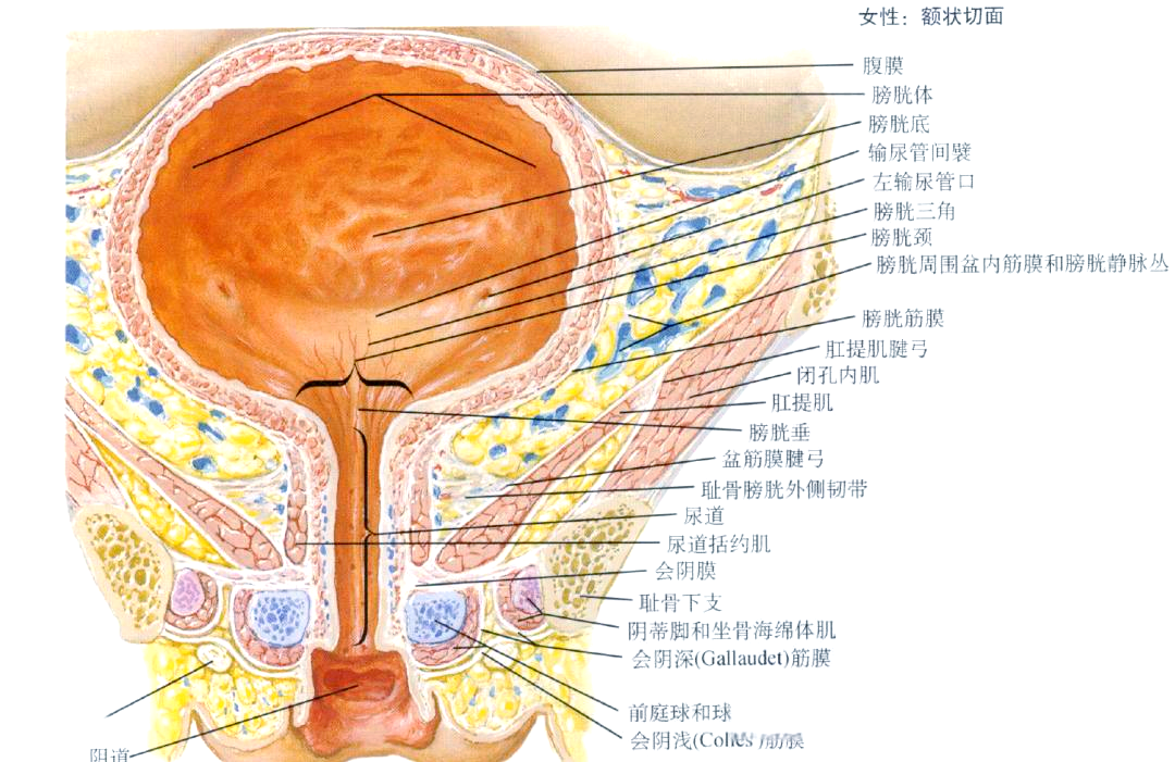 膀胱解剖与功能全解析