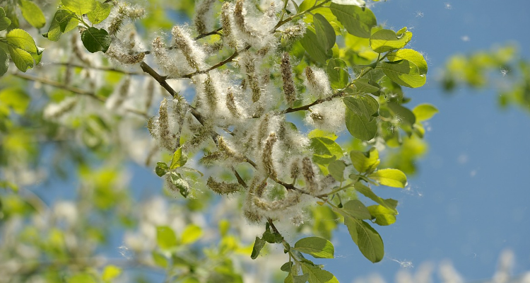 杨树的毛毛叫什么