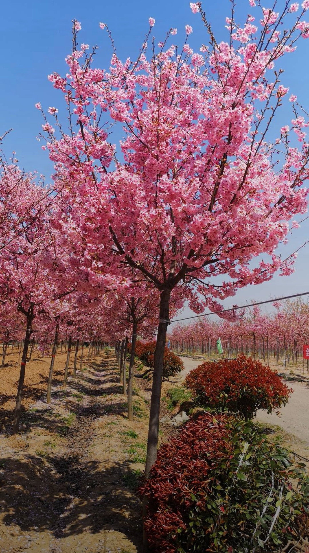 阳光樱小苗批发价格,最新高杆阳光樱1/2/3/4/5公分小苗价格表