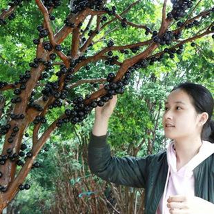 台湾嘉宝果树价格说明