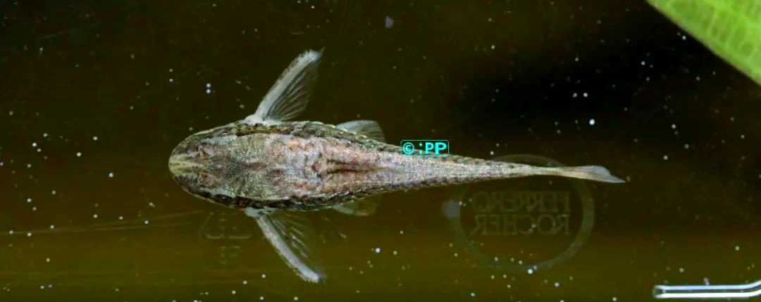 热内拟盾甲鲶:一种与木纹铁甲小精灵相似的奇特小精灵