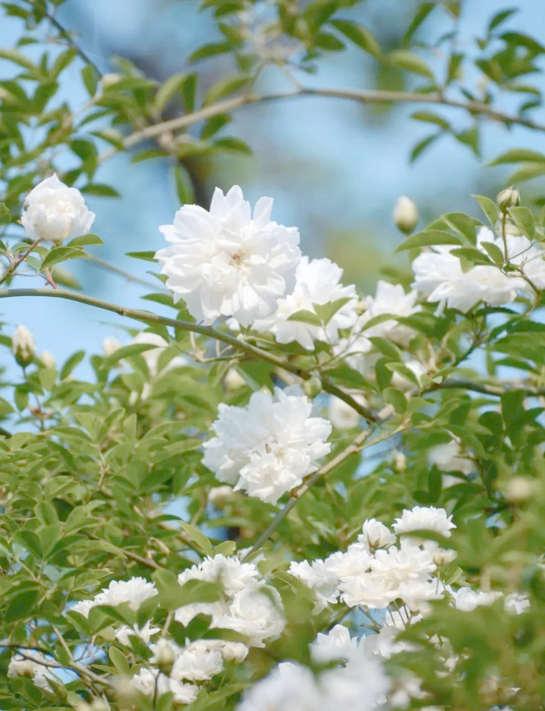 因此,荼蘼花开不仅代表着一种完结,更象征着感情的终结