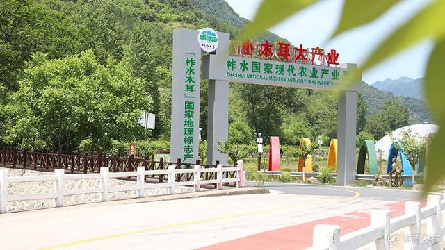 「党代会后看发展」小木耳种出柞水金米村致富新希望