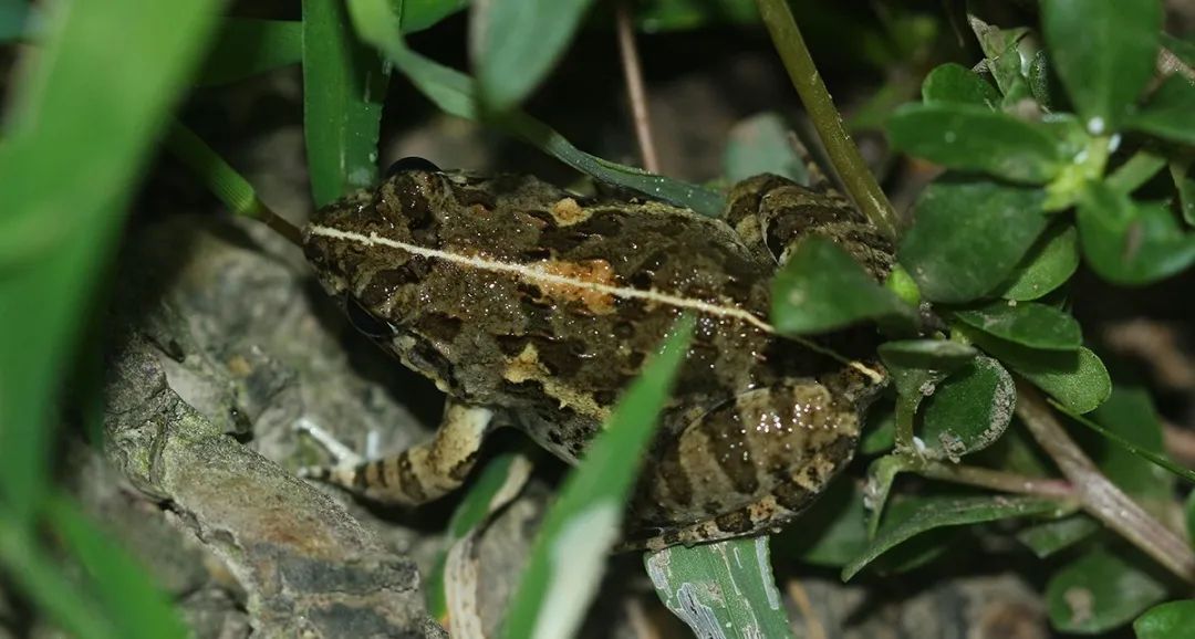 天黑以后,上海动物园里的"夜猫子"都在干什么?