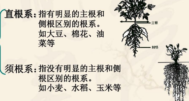 蚕豆是直根系还是须根系