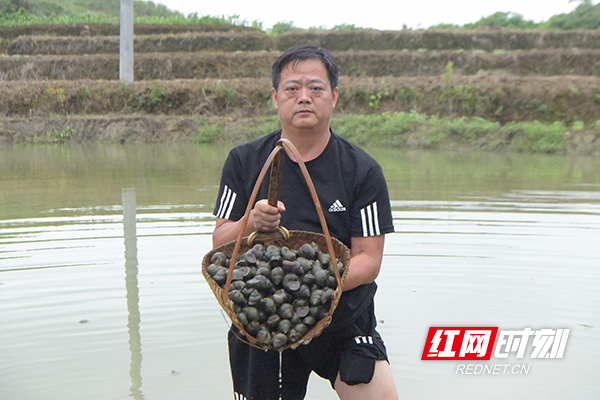 湖南常宁:养殖田螺 荒田变身"聚宝盆"