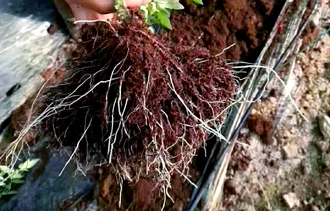 种植蔬菜,如何选择合适的生根产品?