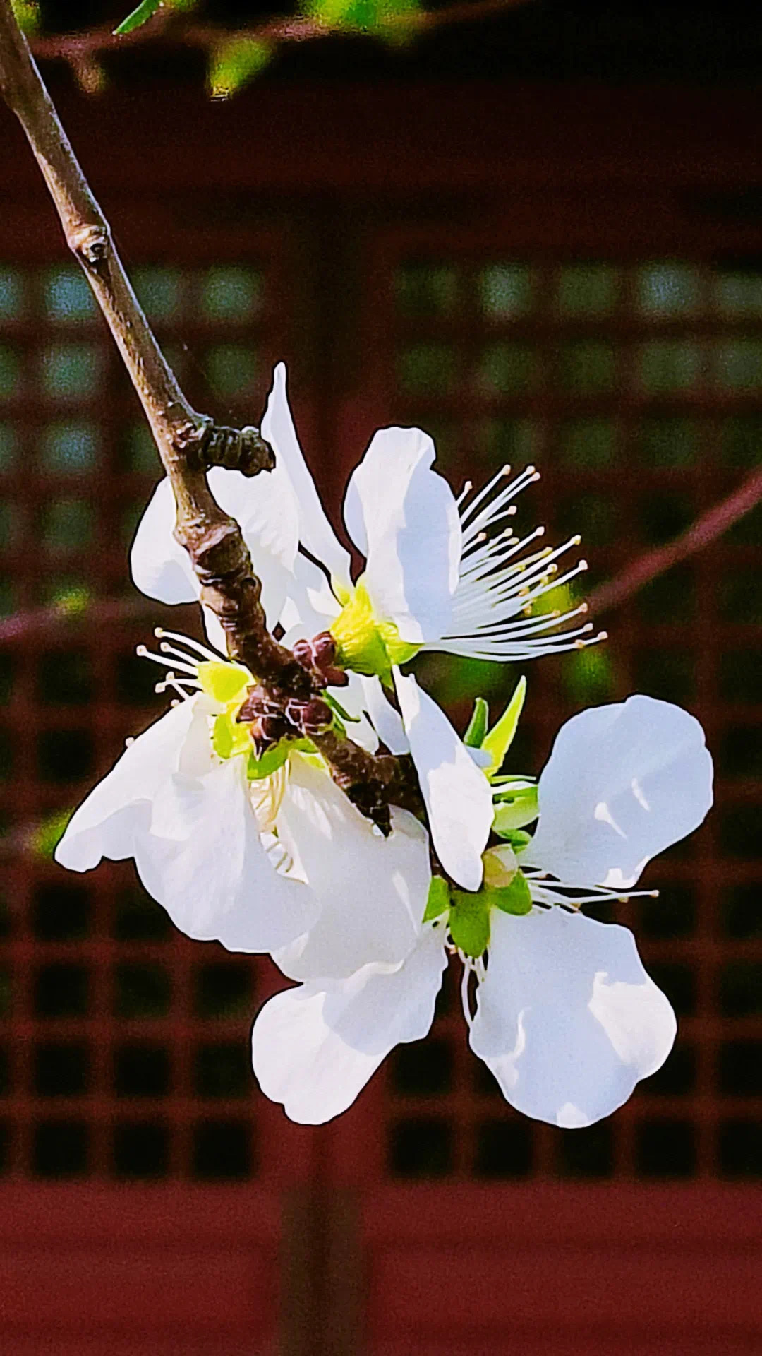 海棠花开粉花如瀑次第开放诠释海棠绚烂的一生谢幕时花瓣飘落色若白雪