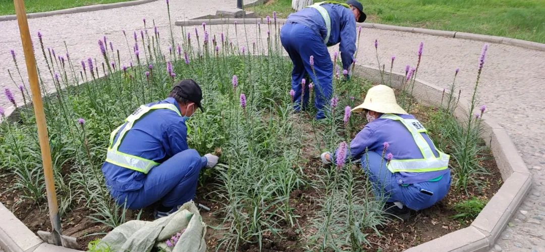 "经常能在公园里看到绿化工人的忙碌的身影,有了他们的辛苦付出,这几
