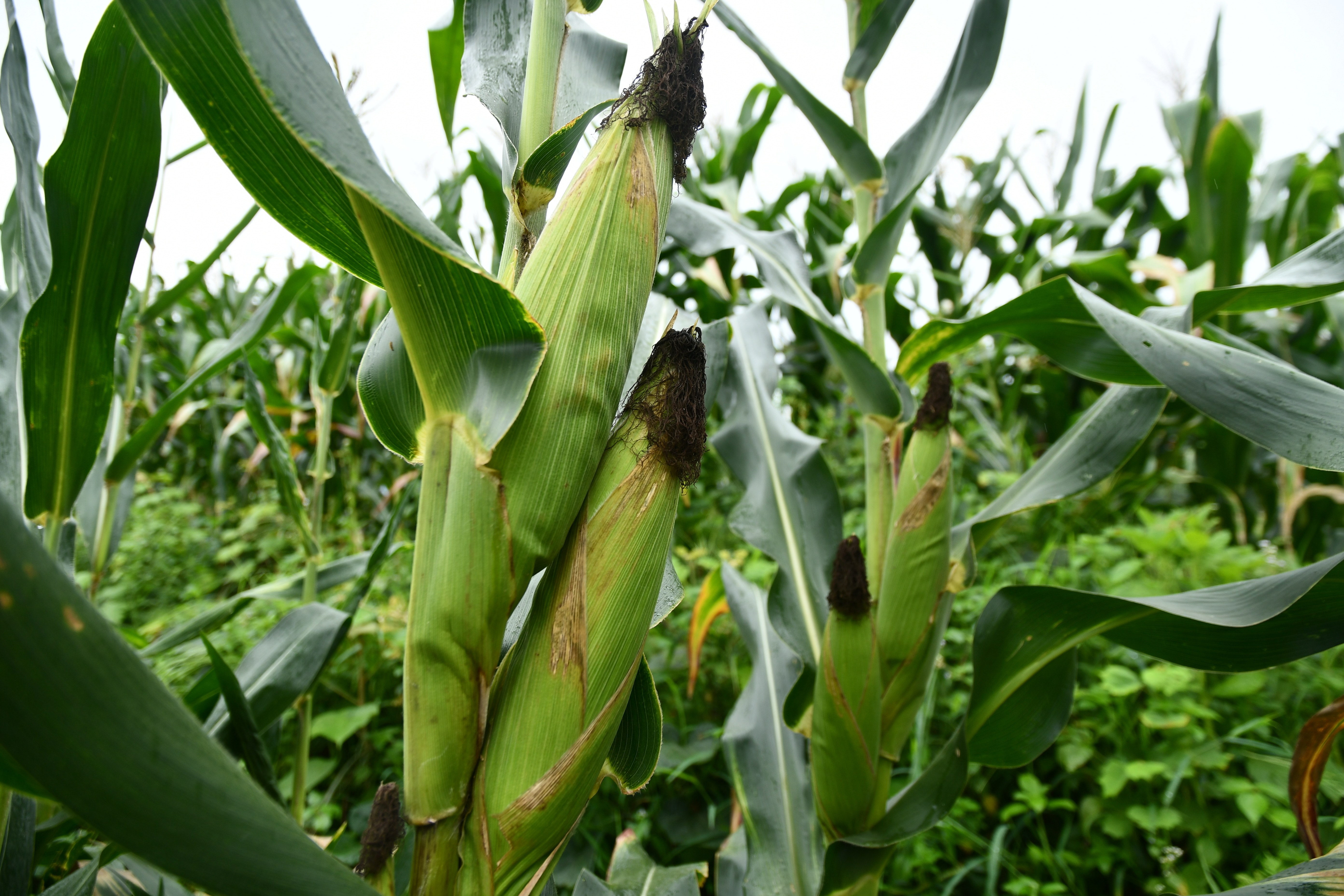 罗甸达上村:"一地双收" 300余亩带状复合种植大豆喜获丰收