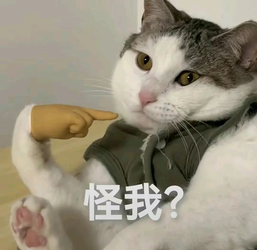 猫咪表情包大赏:别给小猫戴手指手套,否则你可能会