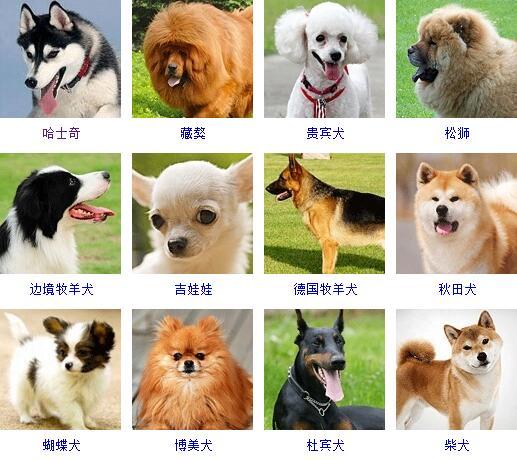 犬类品种大全名字图片