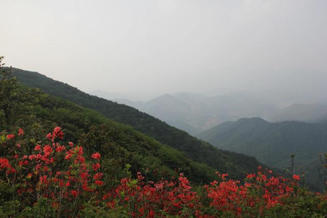 從化通天蠟燭山,賞漫山遍野映山紅