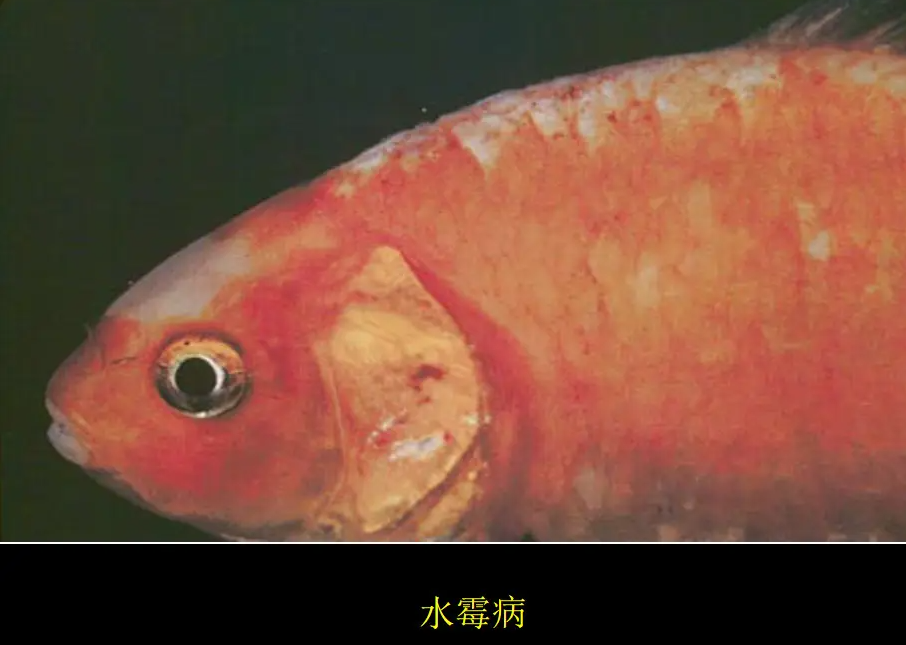 觀賞魚水黴病怎麼治?什麼是水黴病,又是什麼原因引起?