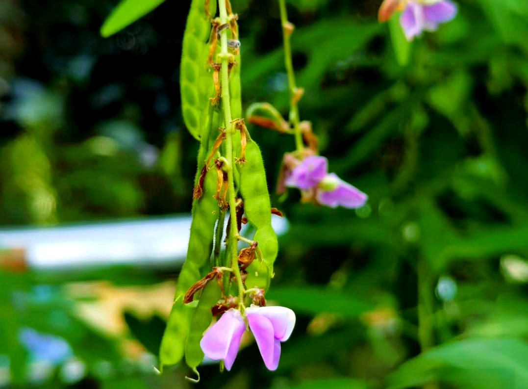 跳舞草:一种能随声音起舞的奇特植物