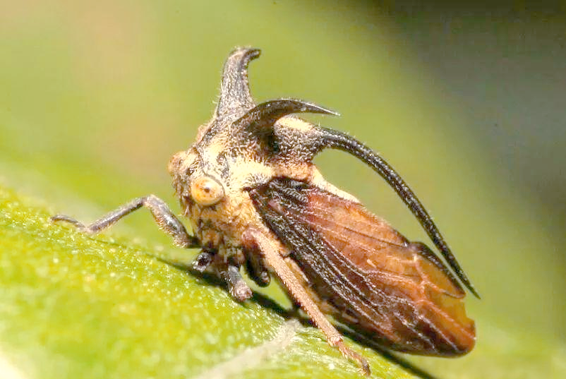 长相独特的角蝉,犹如外星生物一般引人瞩目
