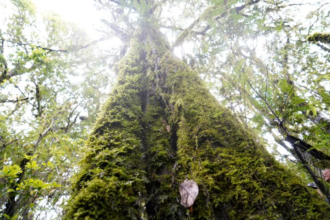保山昌宁发现一株云南野生红豆杉