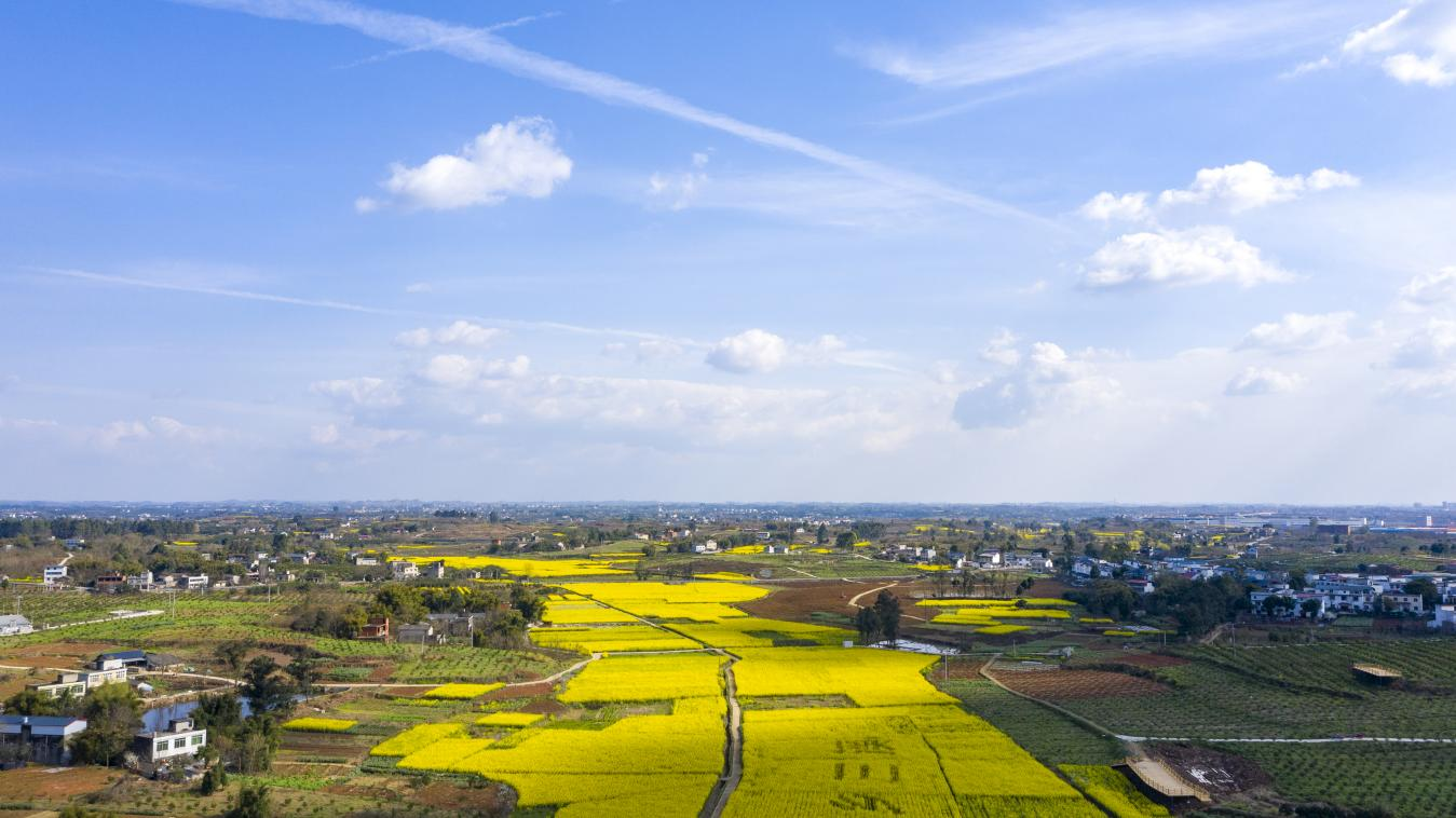 万亩油菜花田渐次开放金堂三溪油菜花节拉开春季乡村文化旅游序幕
