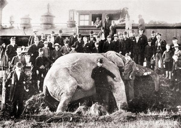 1916年,美国一头大象被执行绞刑,起因竟是一块西瓜皮