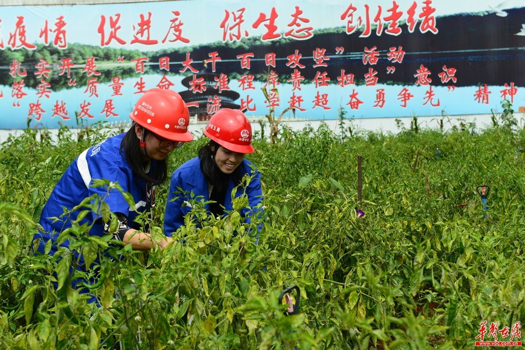 绿色菜园宣传语图片