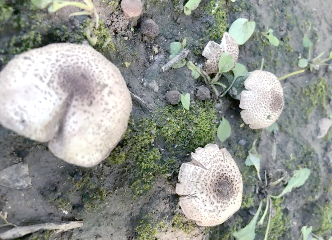 警惕京城蘑菇中毒:肉褐鳞环柄菇,晶粒小鬼伞与丝盖伞科的警示