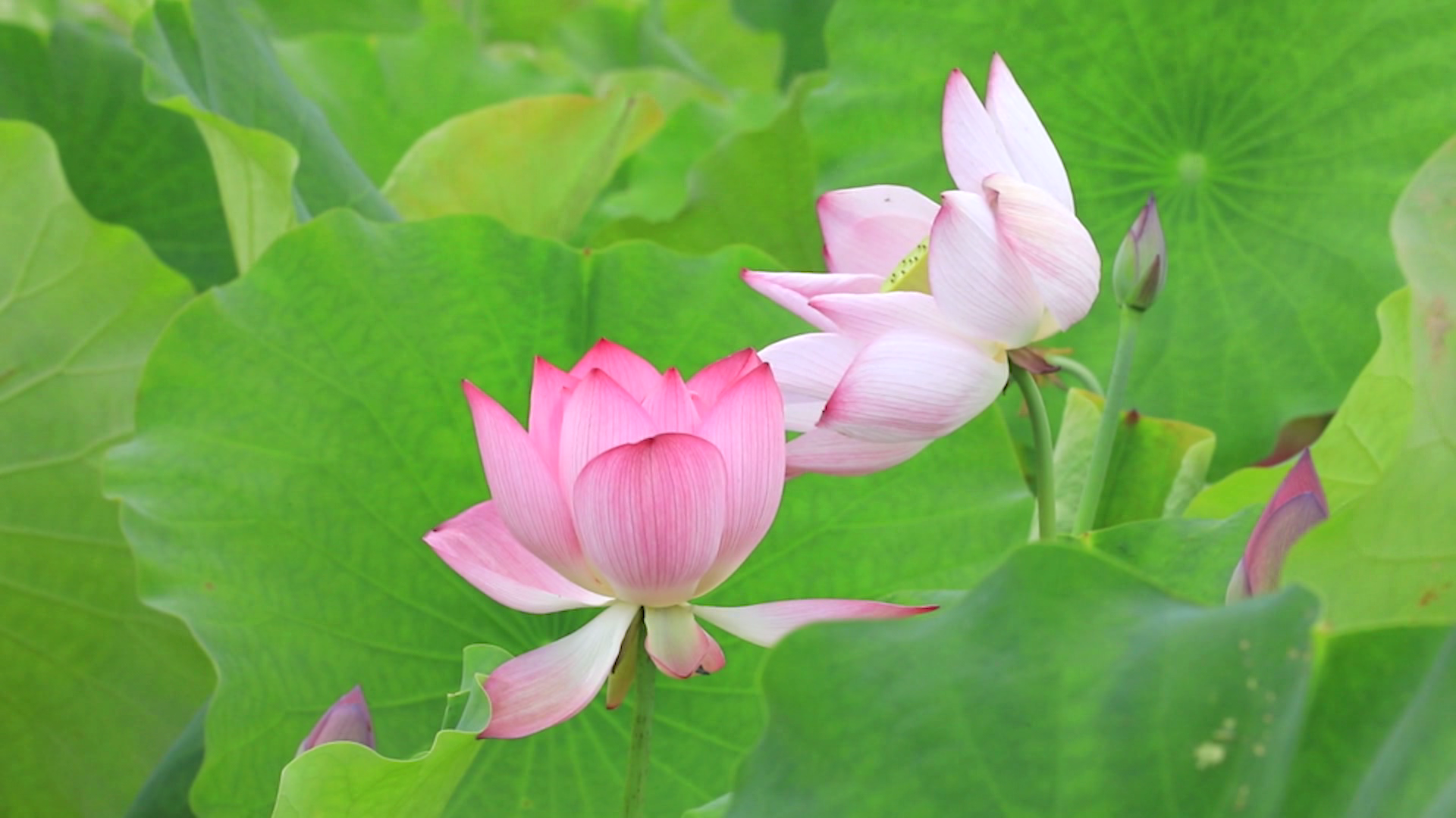 江永高家村:荷花绽放美如画