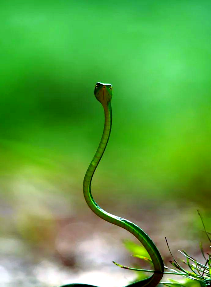 莽山烙铁头蛇:一种珍贵的"超级国宝"蛇类