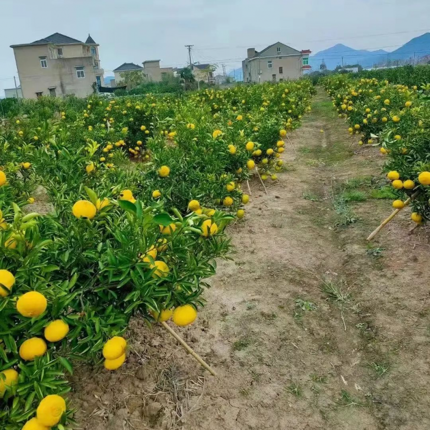 节后减重难清甜的它来帮你压压斤了