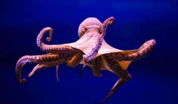 章鱼吃什么食物