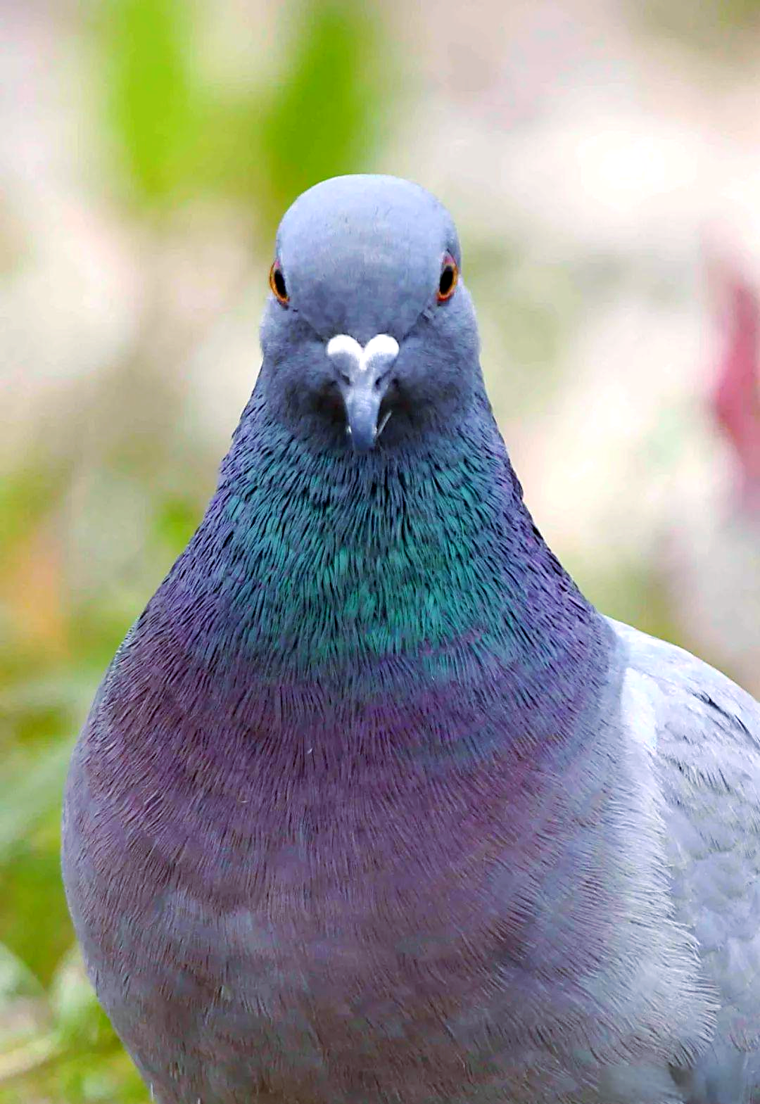 岩鸽:大连的留鸟与家鸽的奇妙相似