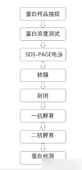 western blot流程图图片