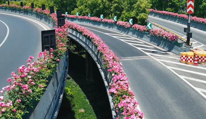 杭州高架花刷屏图片