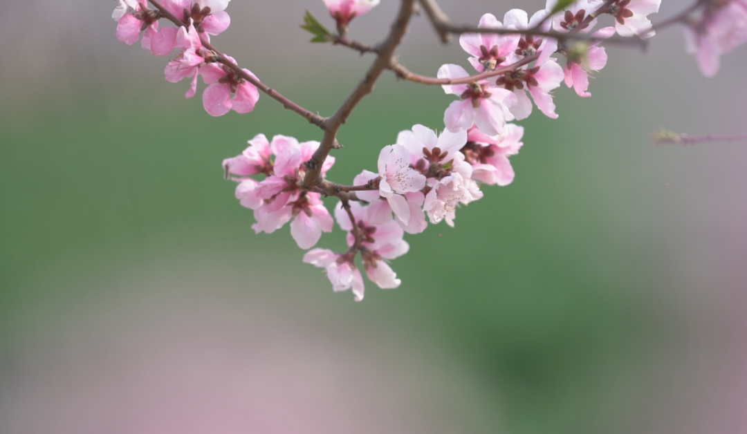 临潼零口桃花图片