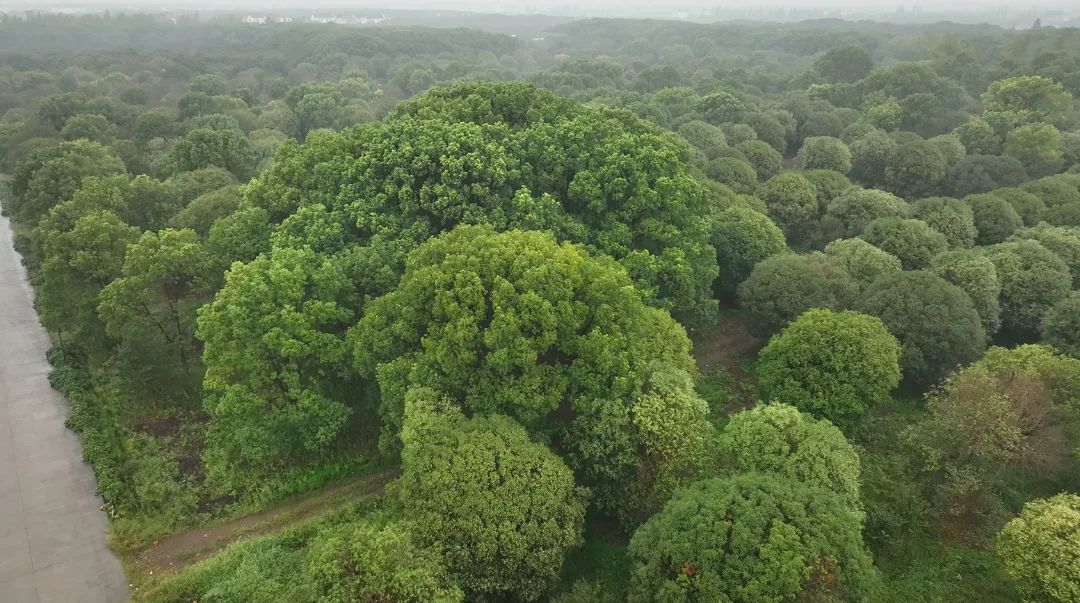 隔着屏幕都能闻到香味！金山这个超大的桂花园又迎来高光时刻