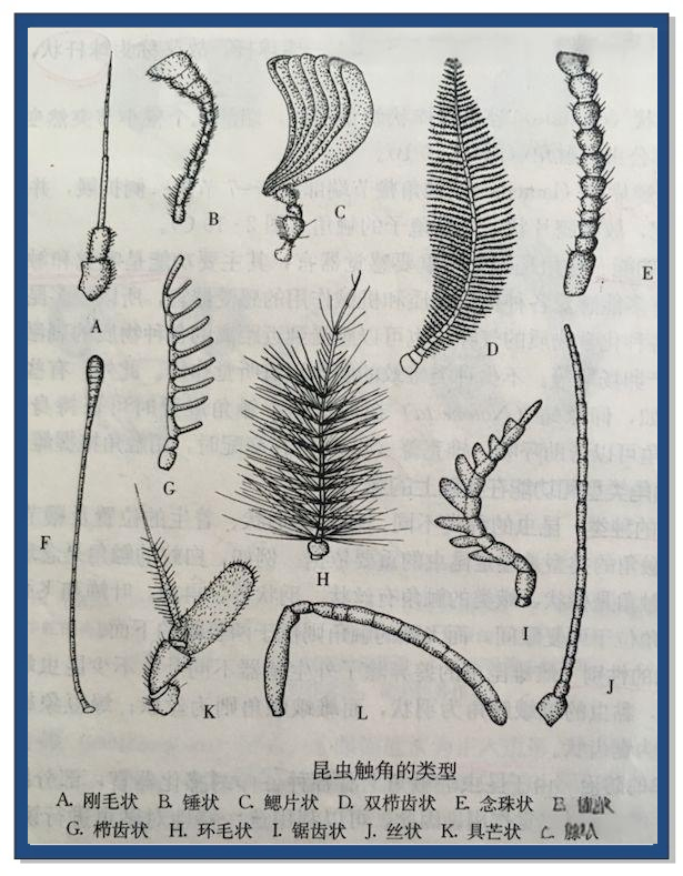 昆虫触角:多样形状揭示生物奥秘