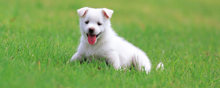 狗狗脱敏训练是什么意思?